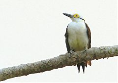 White Woodpecker